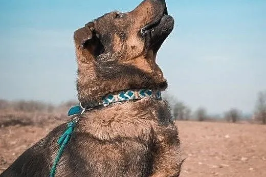 Portos - serce pełne miłości i tęsknota za innym ż