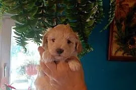 Maltipoo - suczka kremowa