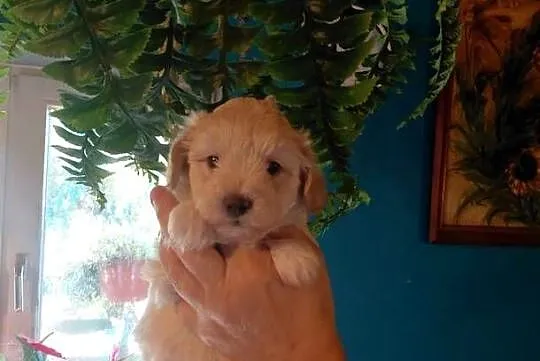 Maltipoo - suczka kremowa