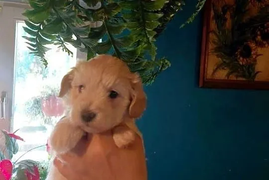 Maltipoo - suczka kremowa, Mazowieckie, Wyszków