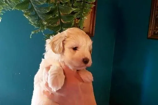 Maltipoo - suczka kremowa, Mazowieckie, Wyszków