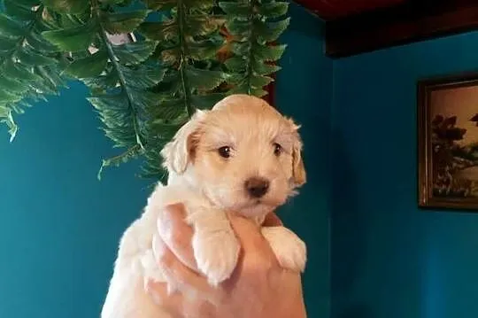 Maltipoo - suczka kremowa, Mazowieckie, Wyszków