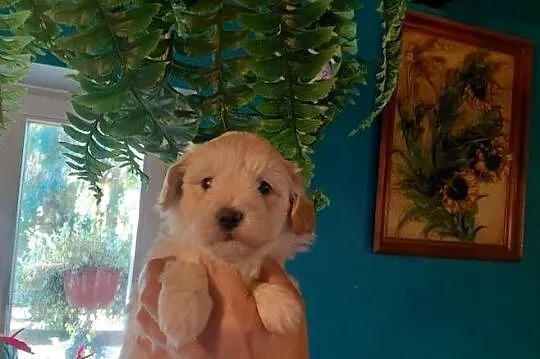 Maltipoo - suczka kremowa, Mazowieckie, Wyszków