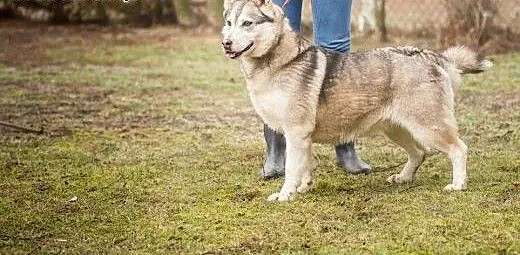 Kropka, urocza suczka w typie HUSKY, przyjazna, ra