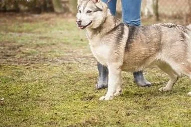 Kropka, urocza suczka w typie HUSKY, przyjazna, ra