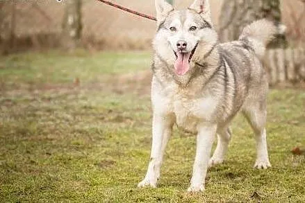 Kropka, urocza suczka w typie HUSKY, przyjazna, ra