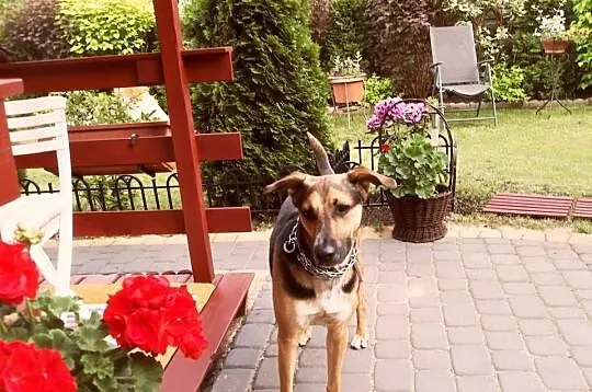 Radosny pies szuka domu