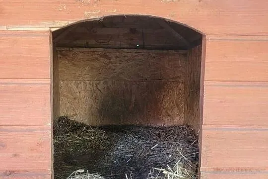 Buda dla psów, Mazowieckie, Józefów