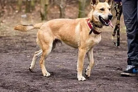 Wspaniały, energiczny Jaś do adopcji!,  Kundelki c