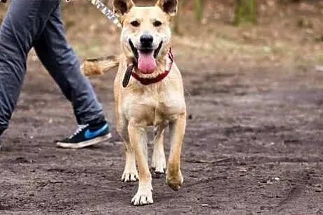 Wspaniały, energiczny Jaś do adopcji!,  Kundelki c