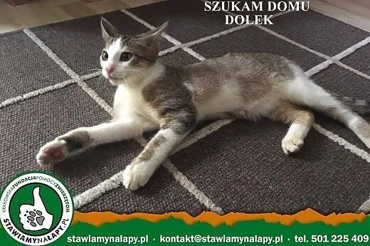 Dolek. Fundacja Stawiamy Na Łapy,  małopolskie Kra