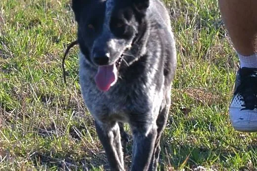 Piękny, przystojniak GREY poleca się do adopcji!, 
