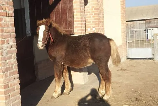 Ogierek Zimnokrwisty, , Łuszczów Pierwszy