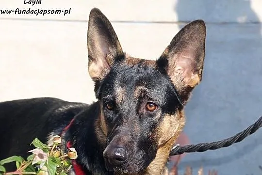 Layla - smutna, porzucona owczareczka, Nowy Dwór Mazowiecki, Mazowieckie, Nowy Dwór Mazowiecki