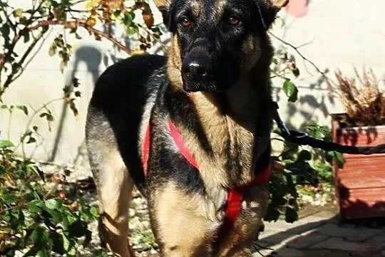 Layla - smutna, porzucona owczareczka, Nowy Dwór Mazowiecki, Mazowieckie, Nowy Dwór Mazowiecki