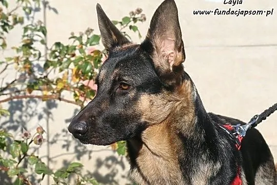 Layla - smutna, porzucona owczareczka, Nowy Dwór Mazowiecki, Mazowieckie, Nowy Dwór Mazowiecki