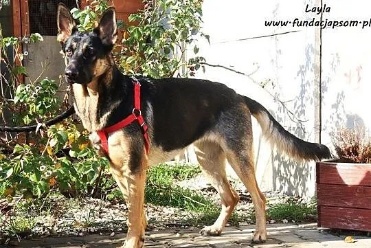 Layla - smutna, porzucona owczareczka, Nowy Dwór Mazowiecki, Mazowieckie, Nowy Dwór Mazowiecki