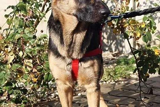 Layla - smutna, porzucona owczareczka, Nowy Dwór Mazowiecki, Mazowieckie, Nowy Dwór Mazowiecki