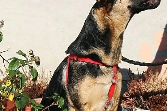 Layla - smutna, porzucona owczareczka, Nowy Dwór Mazowiecki, Mazowieckie, Nowy Dwór Mazowiecki
