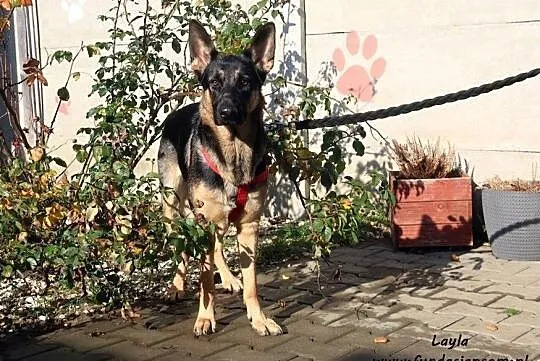 Layla - smutna, porzucona owczareczka, Nowy Dwór Mazowiecki, Mazowieckie, Nowy Dwór Mazowiecki