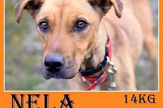 Średnia,bardzo przyjazna,wesoła,towarzyska suczka NELA do adopcji,  śląskie Katowice
