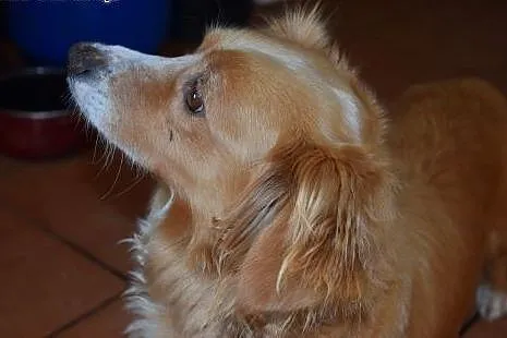Kaja cudna, ok 2 letnia sunia bardzo prosi o dom, 