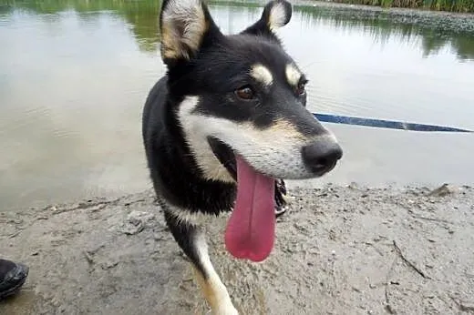 Esme - cudowna mix husky czeka na kochający dom, śląskie Sosnowiec