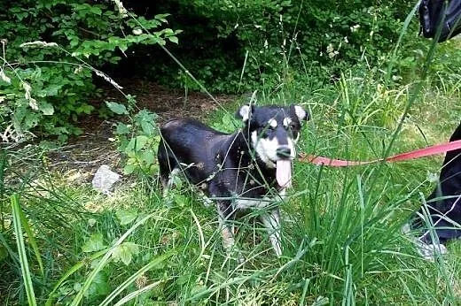 Esme - cudowna mix husky czeka na kochający dom,  
