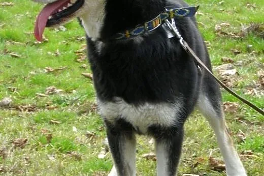 Esme - cudowna mix husky czeka na kochający dom,  