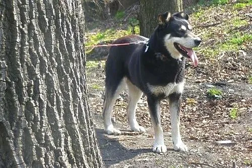 Esme - cudowna mix husky czeka na kochający dom,  