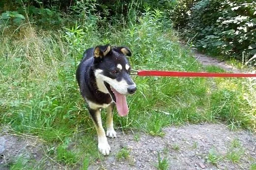 Esme - cudowna mix husky czeka na kochający dom,  