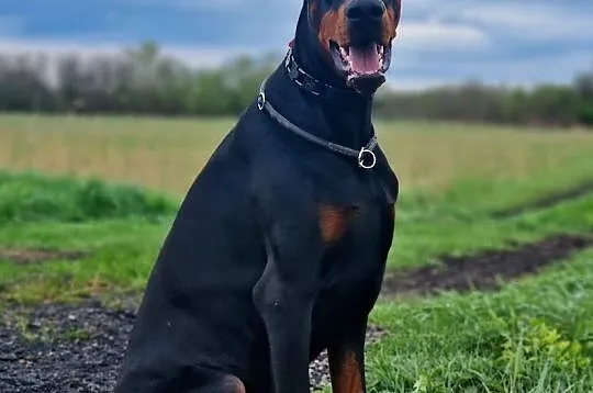 Doberman 2letni kopiowany , Gdańsk