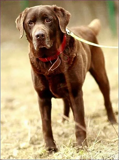 Makler - młody, czekoladowy labrador :)