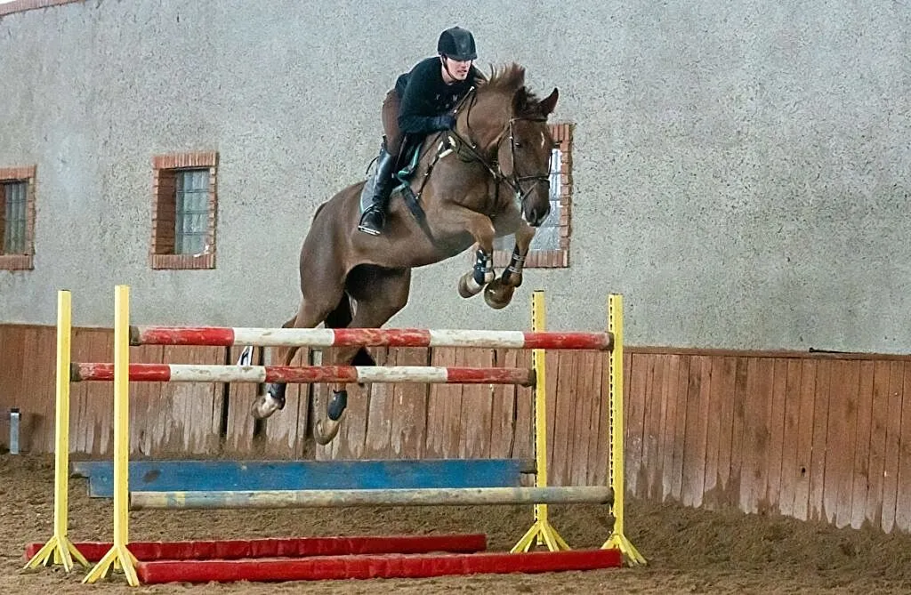 Wałach KWPN Andiamo x Chacco Blue, Mazowieckie, Legionowo