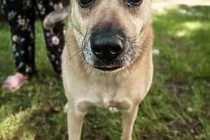 ZUZIA - kochana sunia, porzucona na działkach; do adopcji,  wielkopolskie Poznań, Wielkopolskie, Poznań