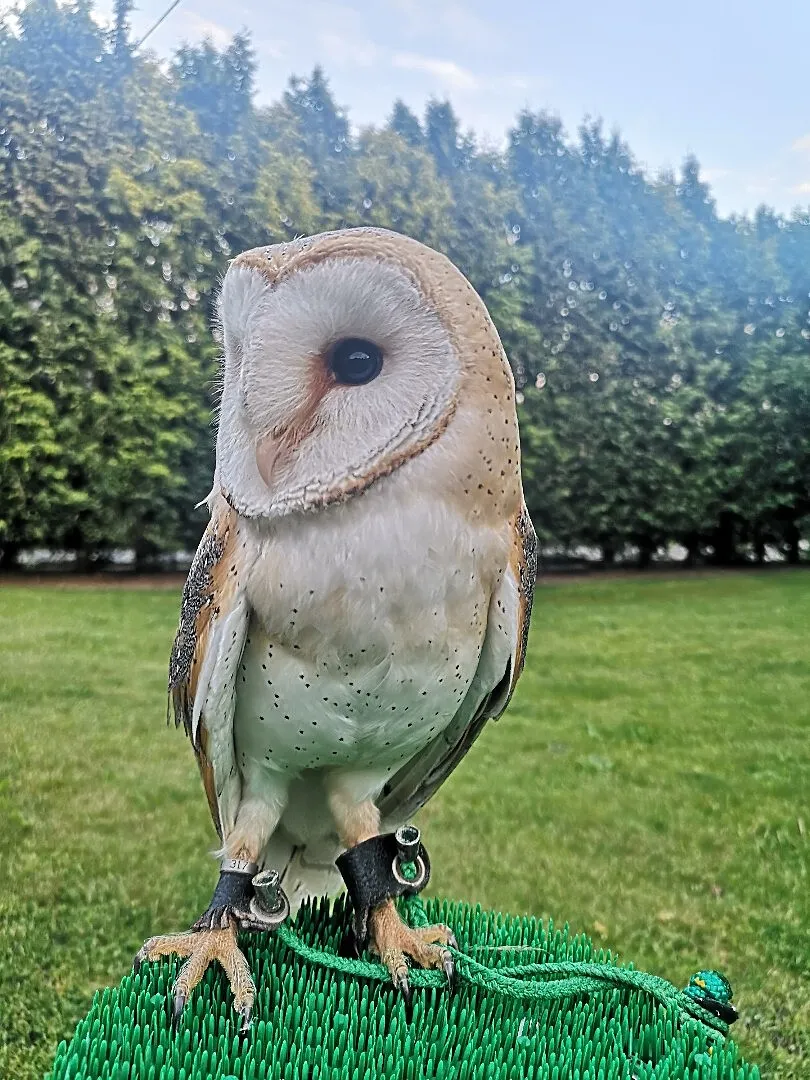 Para Płomykówki, sowy, Tyto Alba, Biała odmiana, Śląskie, Wodzisław Śląski
