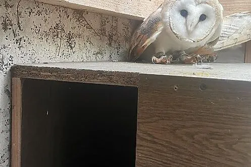 Para Płomykówki, sowy, Tyto Alba, Biała odmiana, Śląskie, Wodzisław Śląski