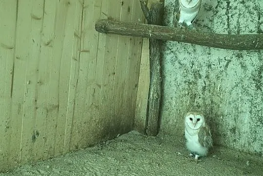 Para Płomykówki, sowy, Tyto Alba, Biała odmiana, Śląskie, Wodzisław Śląski