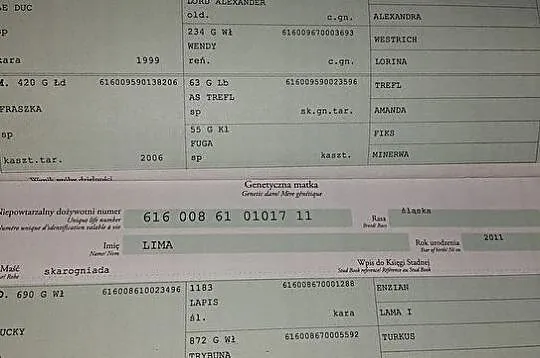 Wałach tarantowaty, , 