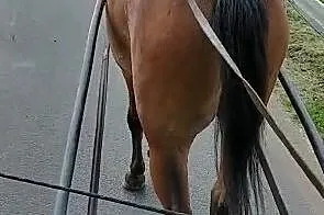 Wałach tarantowaty, , 