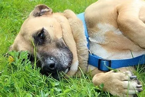 Przytulasty psiak Lolik szuka domu!,  dolnośląskie