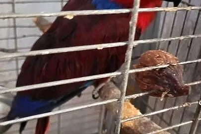 Papuga Barwnica - Lora Wielka, Dolnośląskie, Wrocław