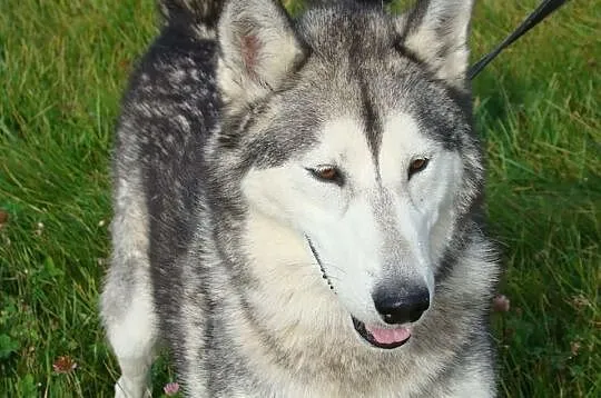Maylo- energiczny,aktywny pies alaskan malamute sz
