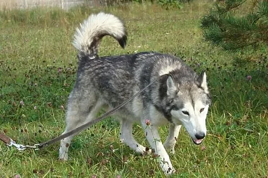 Maylo- energiczny,aktywny pies alaskan malamute sz
