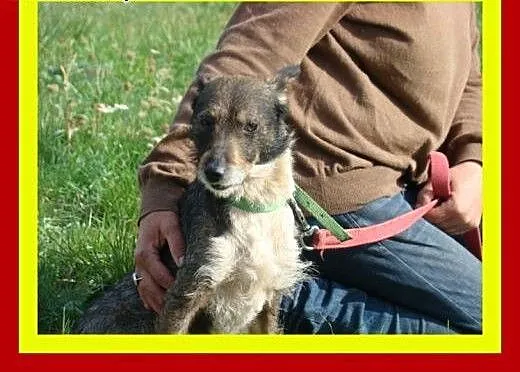 6kg,3lata,energiczny,aktywny,uwielbia człowieka,pi