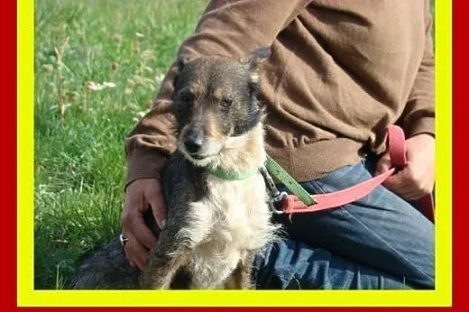 6kg,3lata,energiczny,aktywny,uwielbia człowieka,pi
