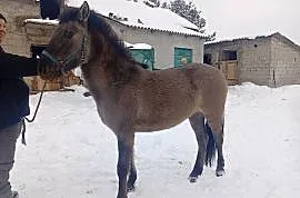 Sprzedam klacze konika polskiego lub zamienię