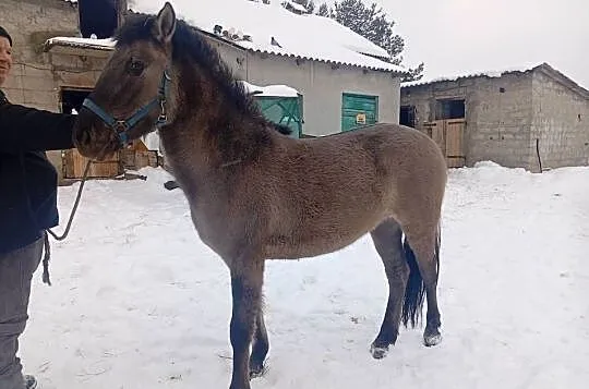 Sprzedam klacze konika polskiego lub zamienię