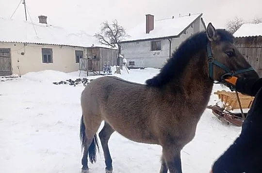 Sprzedam klacze konika polskiego lub zamienię, Lubelskie, Dorohusk