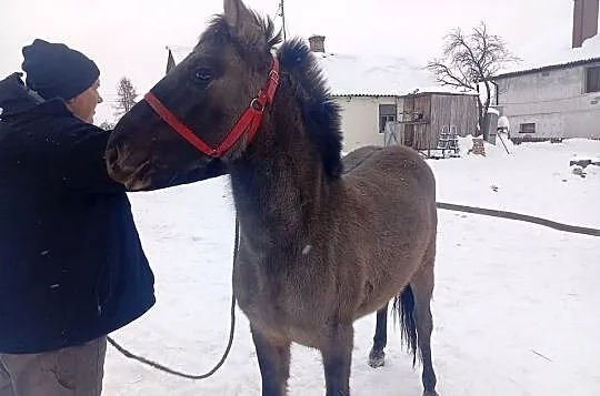 Sprzedam klacze konika polskiego lub zamienię, Lubelskie, Dorohusk